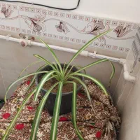 ۱۵عددگل طبیعی|گل و گیاه طبیعی|میاندوآب, |دیوار