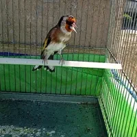 سهره نر جفتی|پرنده|تهران, مشیریه|دیوار