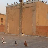 کبوتر گمشده۱