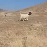 بز یک کار درجه یک مالی راگرتن
