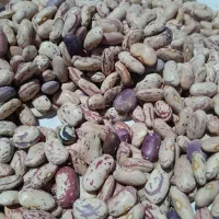 لوبیا چیتی|خوردنی و آشامیدنی|بلبان آباد, |دیوار