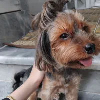 فروش سگ شیتزو|سگ|نکا, |دیوار