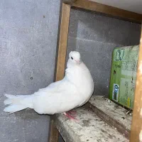 کبوتر سفید بلند