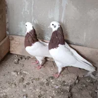 یه جفت طوقی قرمز|پرنده|میاندوآب, |دیوار