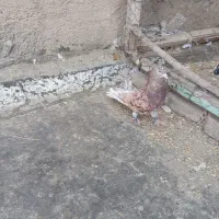 سرور نر