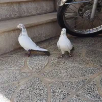 کبوتر پرشتی