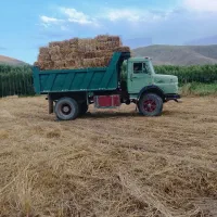 کولش جو مناسب دامداری کیفیت عالی