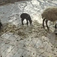 میش وبره|حیوانات مزرعه|خوانسار, |دیوار