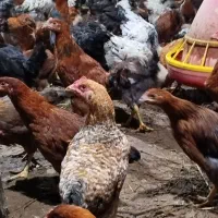 مرغ خروس تخم گذار گل پایکانی