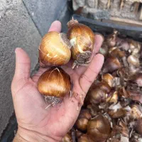 پیاز نرگس خفر