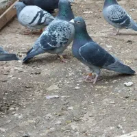 فروش مسافتی