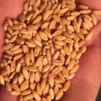 بذر گندم دیم آذر ۲ درجه یک