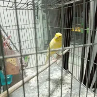 قناری|پرنده|فولادشهر, مسکن مهر فولادشهر|دیوار