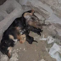 پاکوتاا