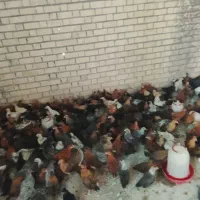 فروش جوجه مرغ و خروس محلی عربی اصل