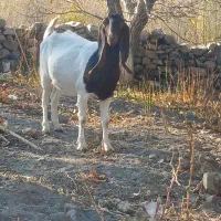 بز پاکستانی آبستن سنگین به شرط همه چی