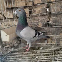 کبوتر پلاکی ودمچتری