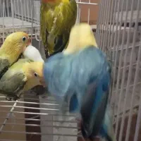 طوطی برزیلی خاص|پرنده|کاشان, شهرک امیرالمومنین|دیوار