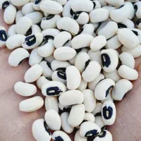 لوبیا سفید چشم بلبلی