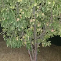 باغ