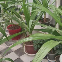 حراج گل سوسن گرمسیری|گل و گیاه طبیعی|اصفهان, قلعه طبره|دیوار