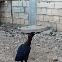 نیمچه لاری و مرندی