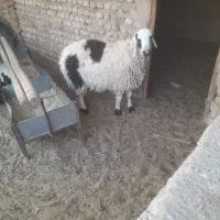 بره ی نر و ماده