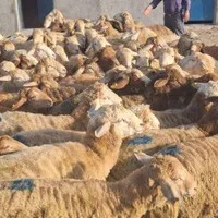 هروی ازگل دارآباد نیاوران گوسفنددر حکیمیه زنده