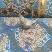 عروس هلندی نر معاوضه با ماده سخنگو