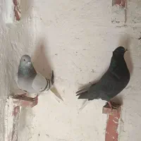 کفتر دم سفید|پرنده|کرمان, |دیوار