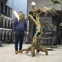 کاکادو کاسکو آرا راهب رزیلا گرینچیک اقساطی