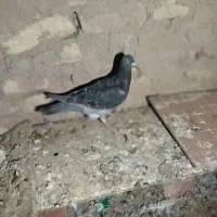 ۷ جوانه پرشی|پرنده|بیرجند, |دیوار