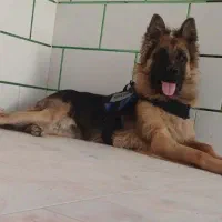سگ گمشده
