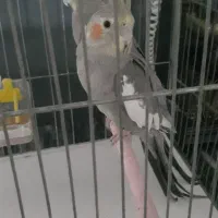 عروس هلندی نروماده آوازخوان سخنگو اهلی دستی