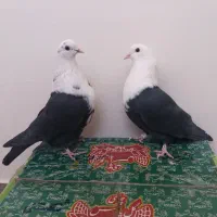 دو جفت کبوتر سیاه کله سفید (مخمل)سینه بسته و پالخت