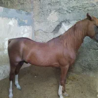 فروش تعدادی اسب سلطنتی|اسب و تجهیزات اسبسواری|خمینیشهر, |دیوار