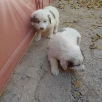 دو عدد توله نرقدرجانی|سگ|کرمانشاه, |دیوار