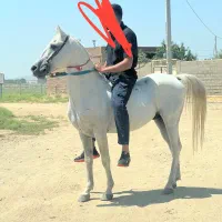 اسب