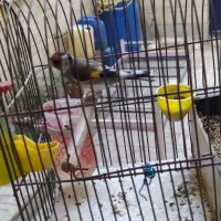 سهره بروجرد|پرنده|خوی, |دیوار