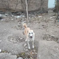 سگ هاسکی سرابی|سگ|صوفیان, |دیوار