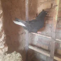 ماده کلاغ دم سفید کلایی