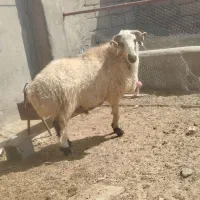 قوچ تخمی درجه یک
