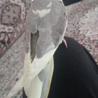 عروس هلندی معاوضه با مرغ وجوجه