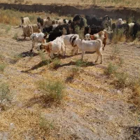 خریدبز وبزگاله گوشتی|حیوانات مزرعه|سراب, |دیوار