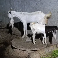 بز گلابی|حیوانات مزرعه|چغادک, |دیوار