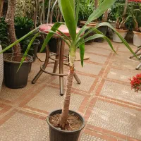 جشنواره گل های آپارتمانی