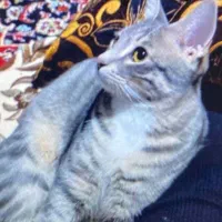 گربه خانگی