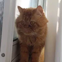 گربه پرشین و بریتیش|گربه|لاهیجان, شهید آوینی|دیوار