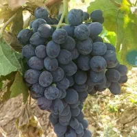 نهال انگورت رو از منه کشاورز بخر|خدمات باغبانی و درختکاری|تاکستان, |دیوار