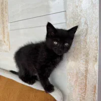 واگذاری گربه